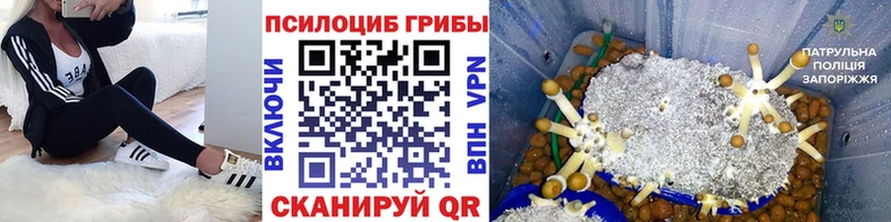 Галлюциногенные грибы Psilocybine cubensis  OMG tor  Макаров  как найти закладки 